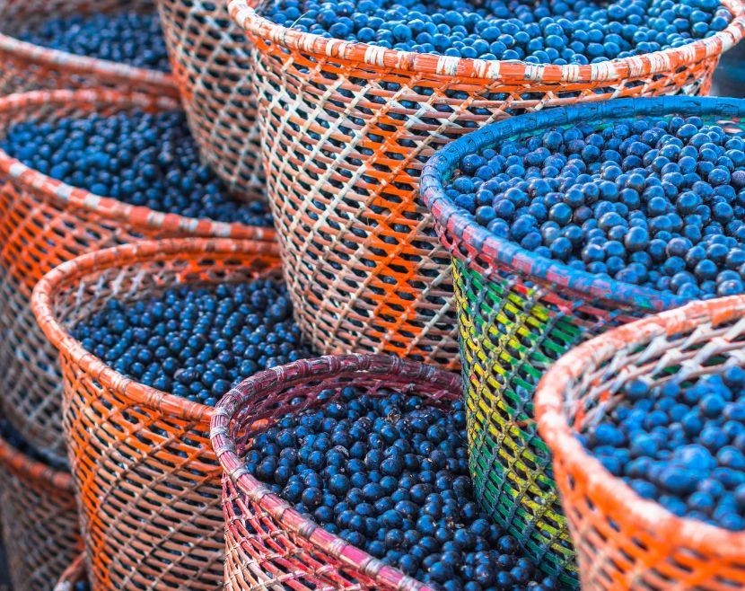 <strong>Benef&iacute;cios para o Produtor de A&ccedil;a&iacute;</strong>